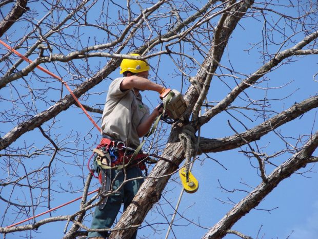 tree removal long island cost